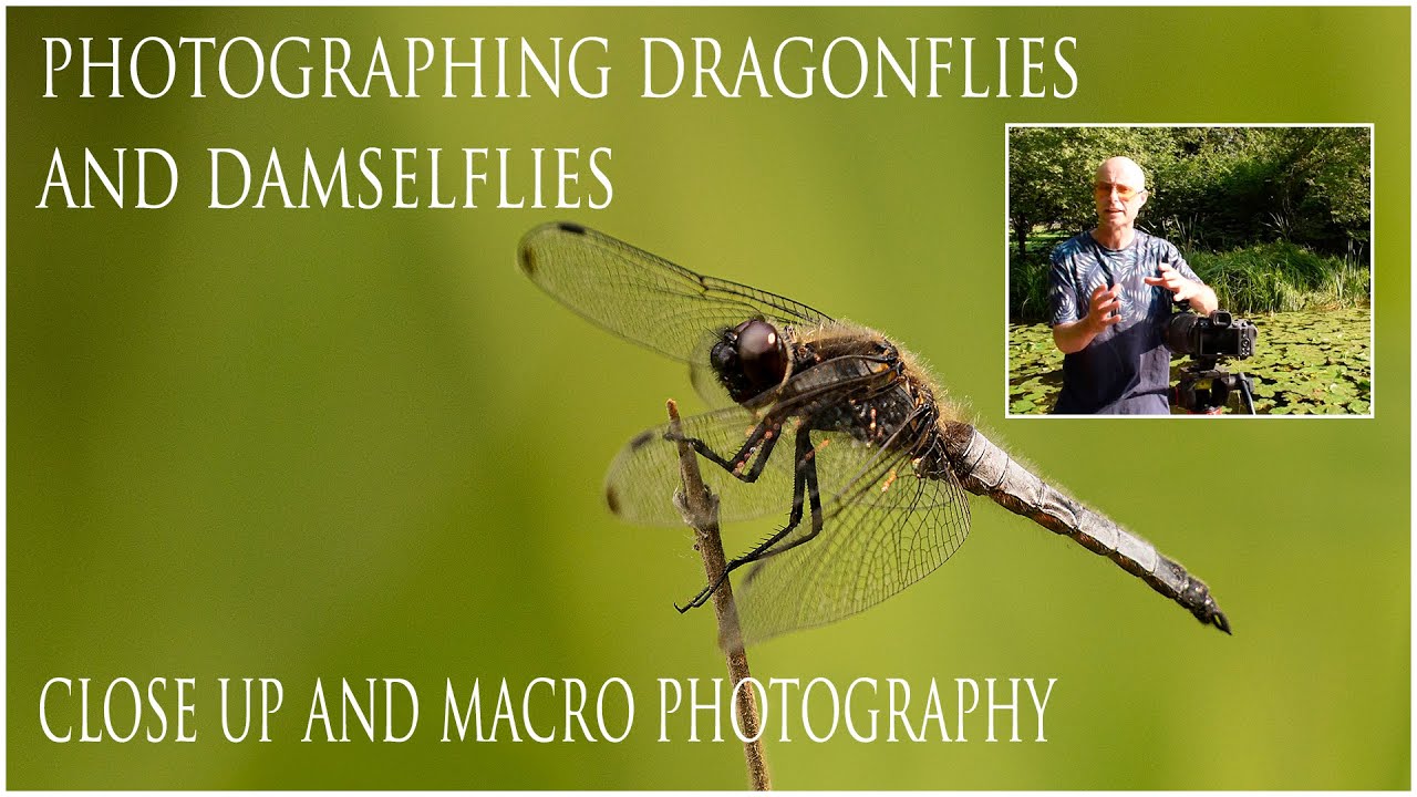 Photographing Dragonflies and Damselflies/Close up and Macro Photography