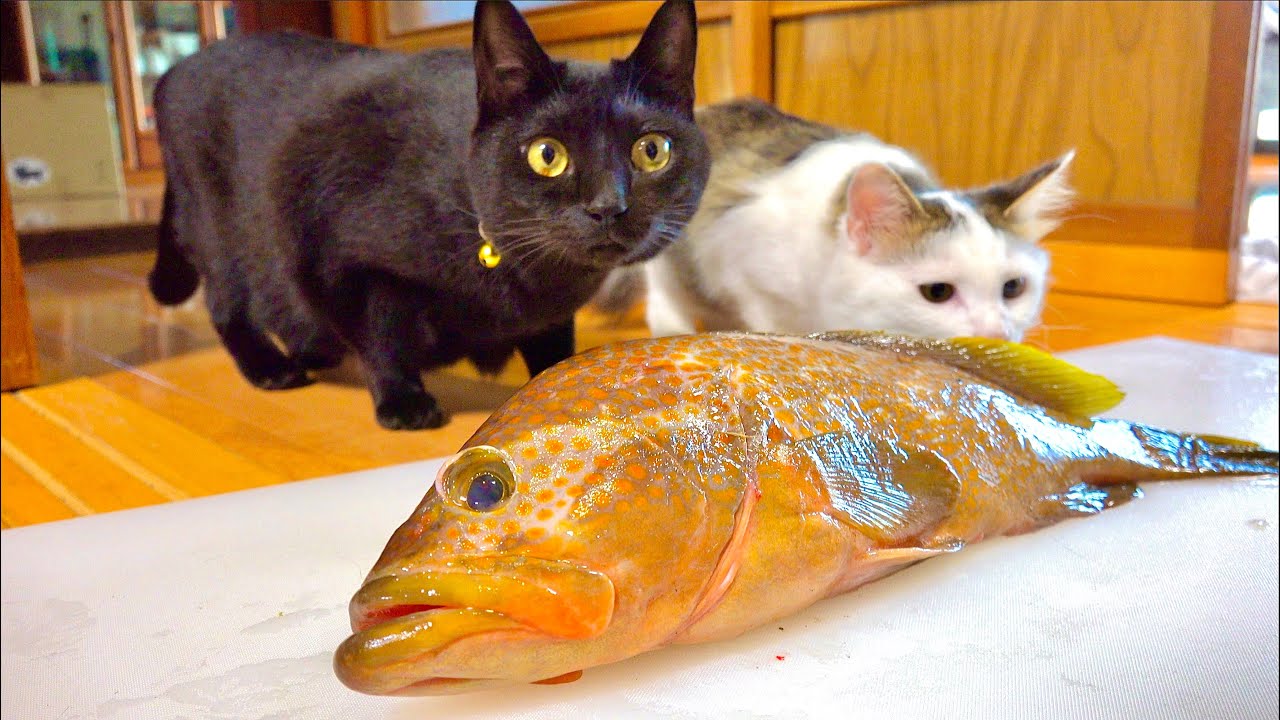 市場で２万円以上する高級魚を猫にプレゼントしてみたら。。