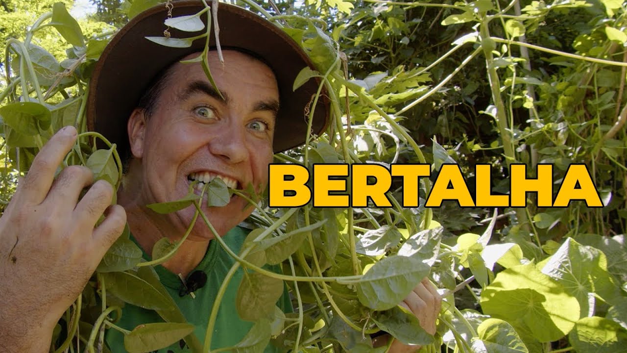 BERTALHA: PLANTA MILAGROSA CONTRA O CÂNCER E COM ATIVIDADES GASTROPROTETORAS - SÍTIO PANC