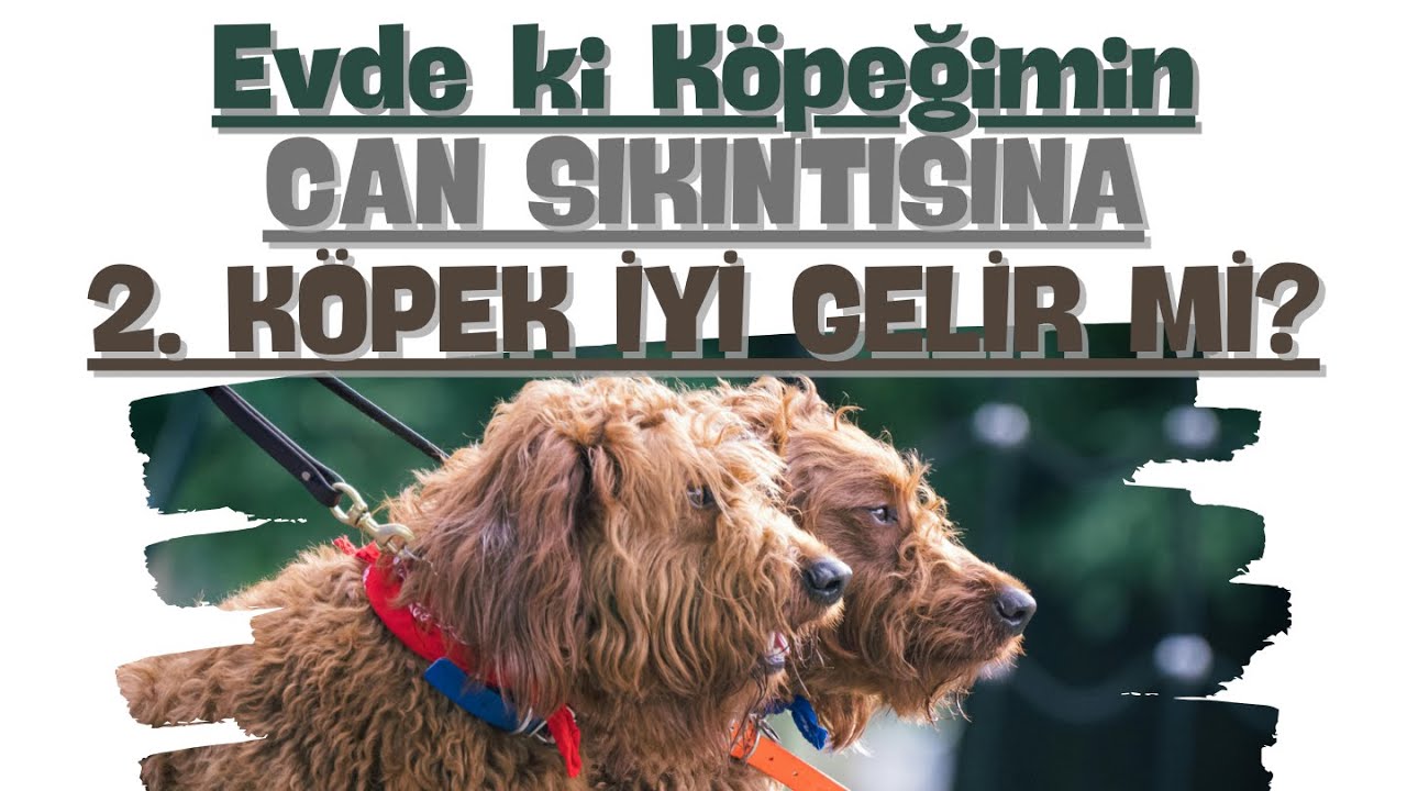 Evde ki Köpeğimin Can Sıkıntısına 2. Köpek İyi Gelir Mi?