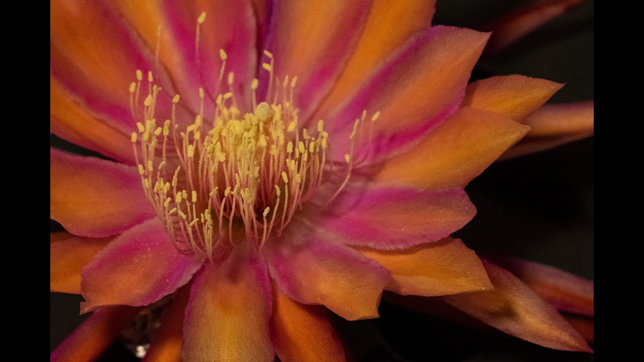 Epiphyllum Society of America  2019 Show