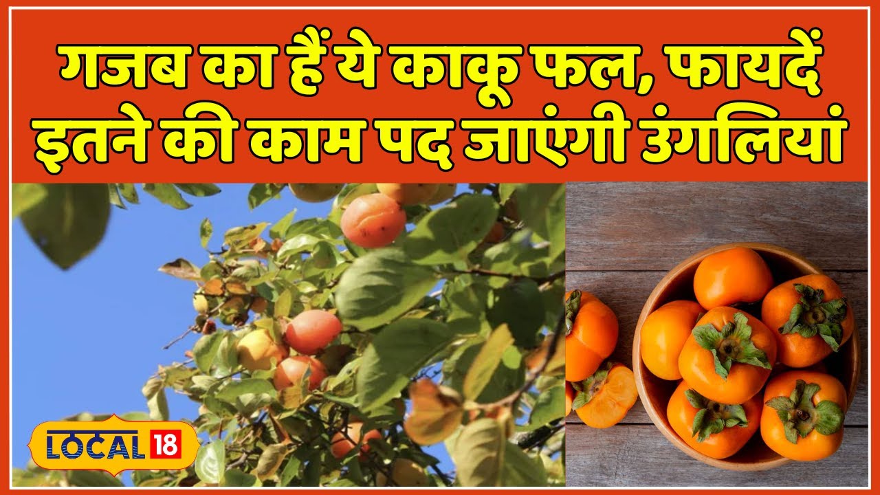 Kaku Fruit Benefits: टमाटर जैसा दिखने वाला ये दुर्लभ जापानी फल! फायदे जान हो जाएंगे हैरान | 