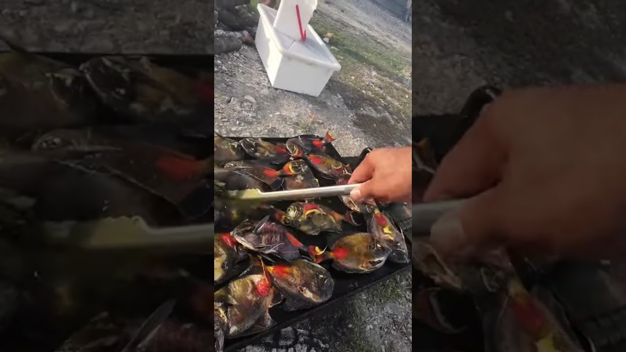 Tunutunu ikutoto 