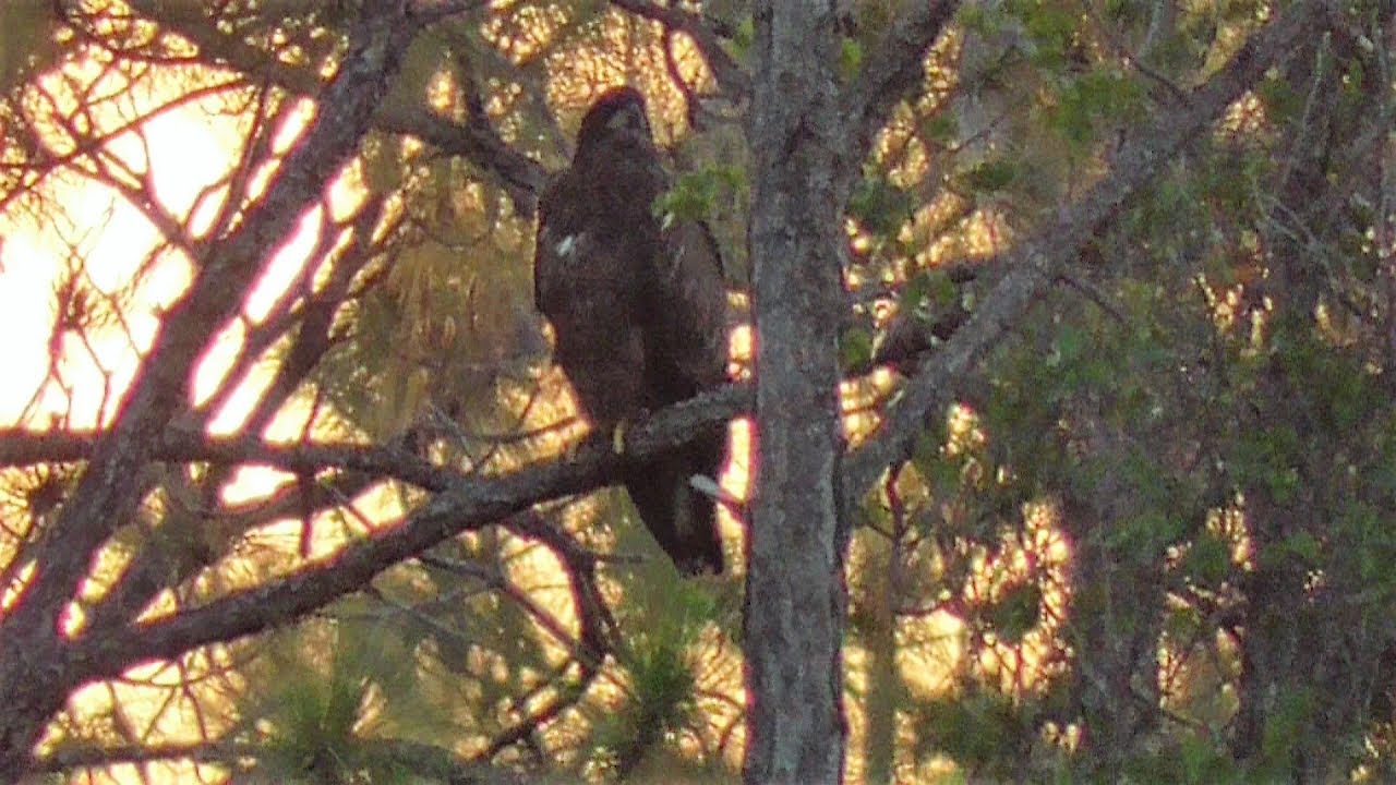 SWFL Eagles_Early AM At Yonder Pond~E10 Watches As H & M Defend and Hunt 05-03-18