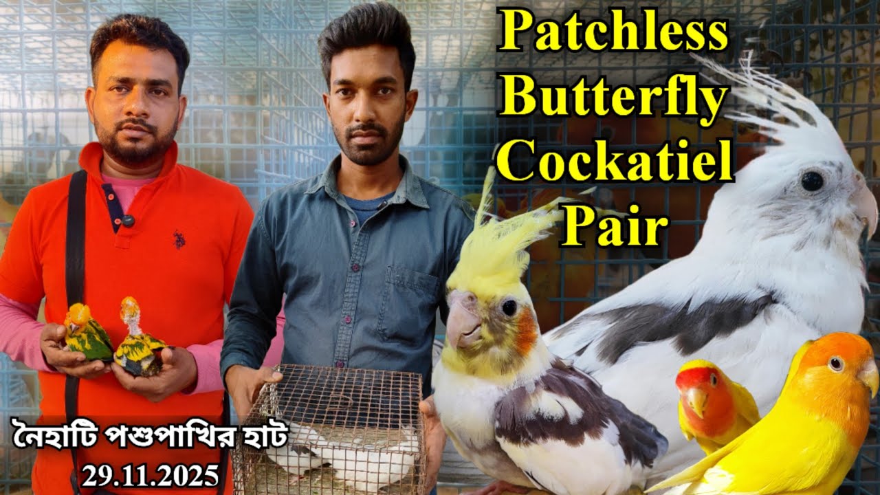 ।।Patchless Butterfly Cockatiel Pair।।Part -1।।Naihati Pet Market✨।।Recent price ofExotic Birds।।