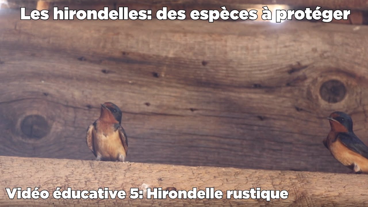 Les hirondelles: des espèces à protéger - Video éducative 5: Hirondelle rustique