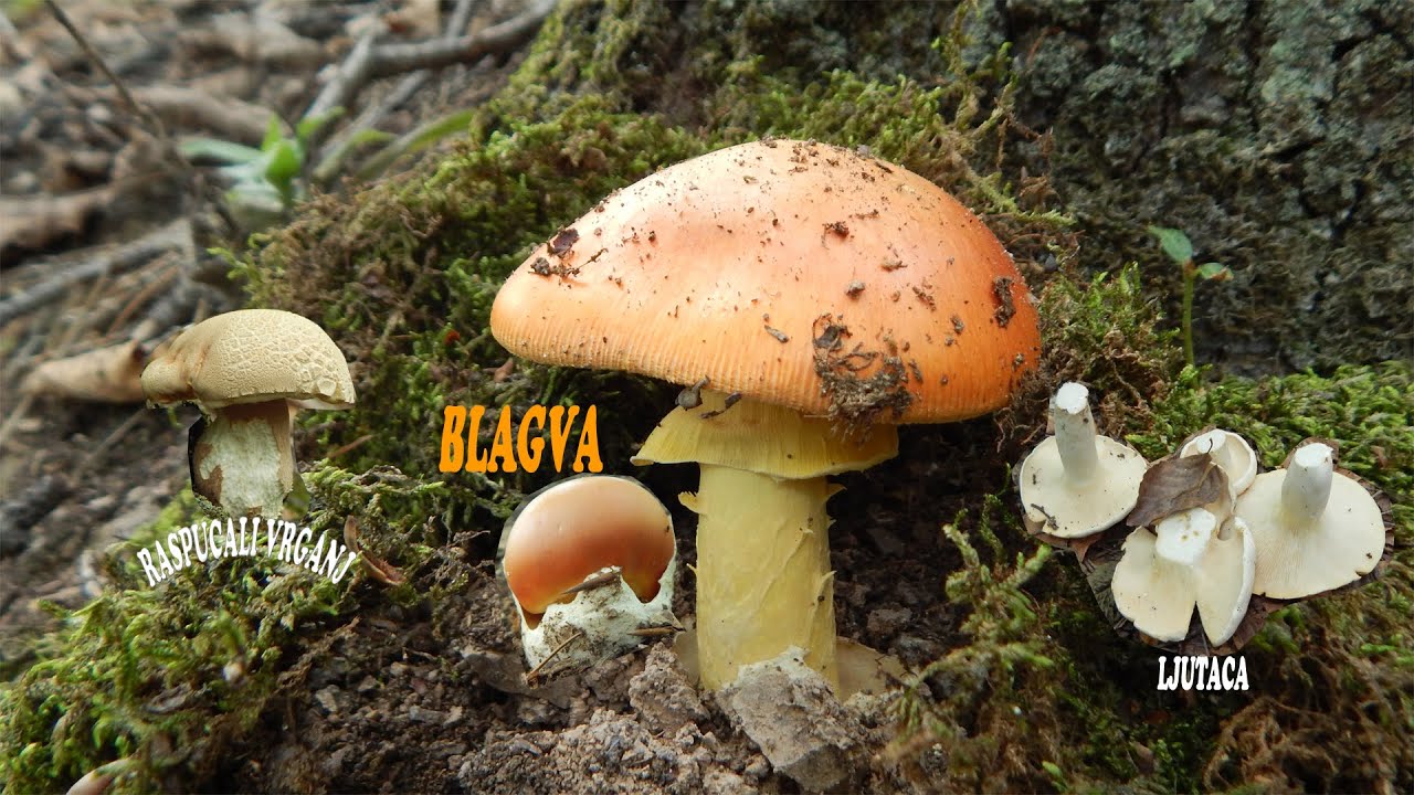 Blagva, Raspucali vrganj, Paprena mlijecnica. Berba:16. juli 2020.