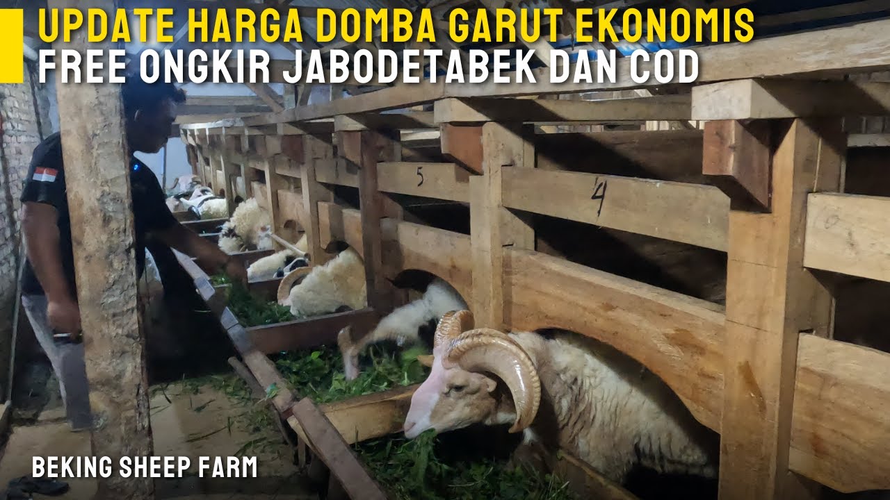 Обзор экономичных цен на овец Гарут | Бесплатная доставка и наложенный платеж доступны на CV.BEKI...