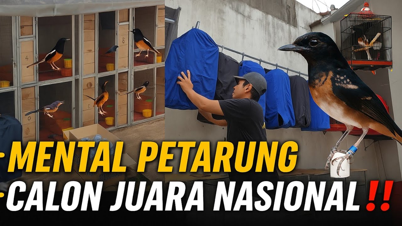 MENTAL PETARUNG‼️ MURAI TROTOL CALON JUARA NASIONAL🔥 HARGA MERIAH DI KIOS WONG MURAI UJUNG KULON‼️