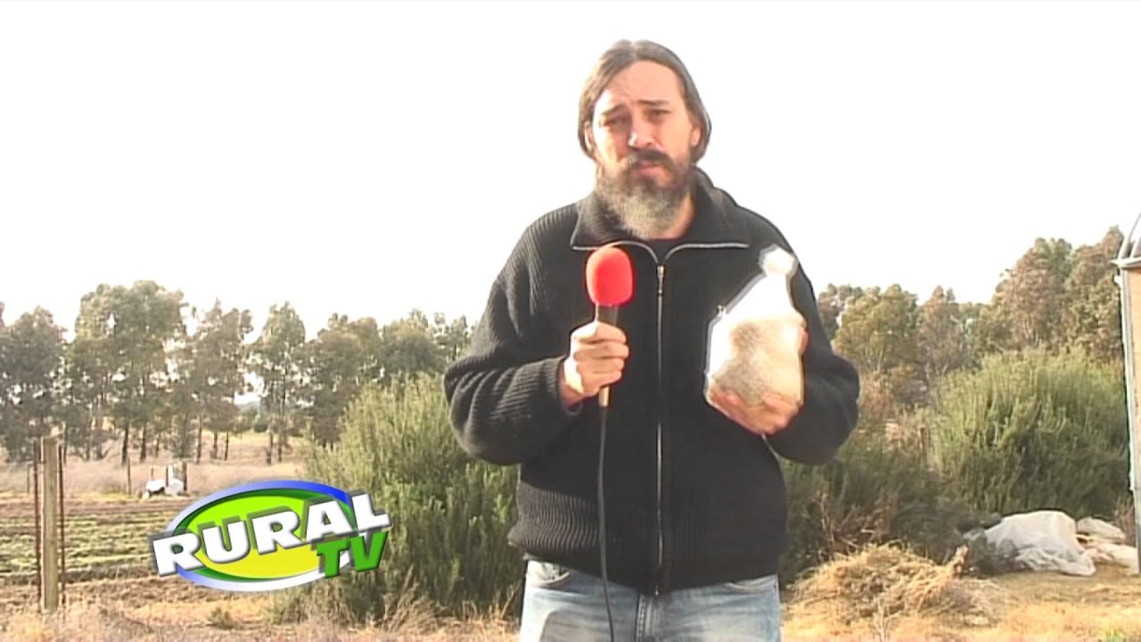 Producción de Gírgolas en Bahía Blanca