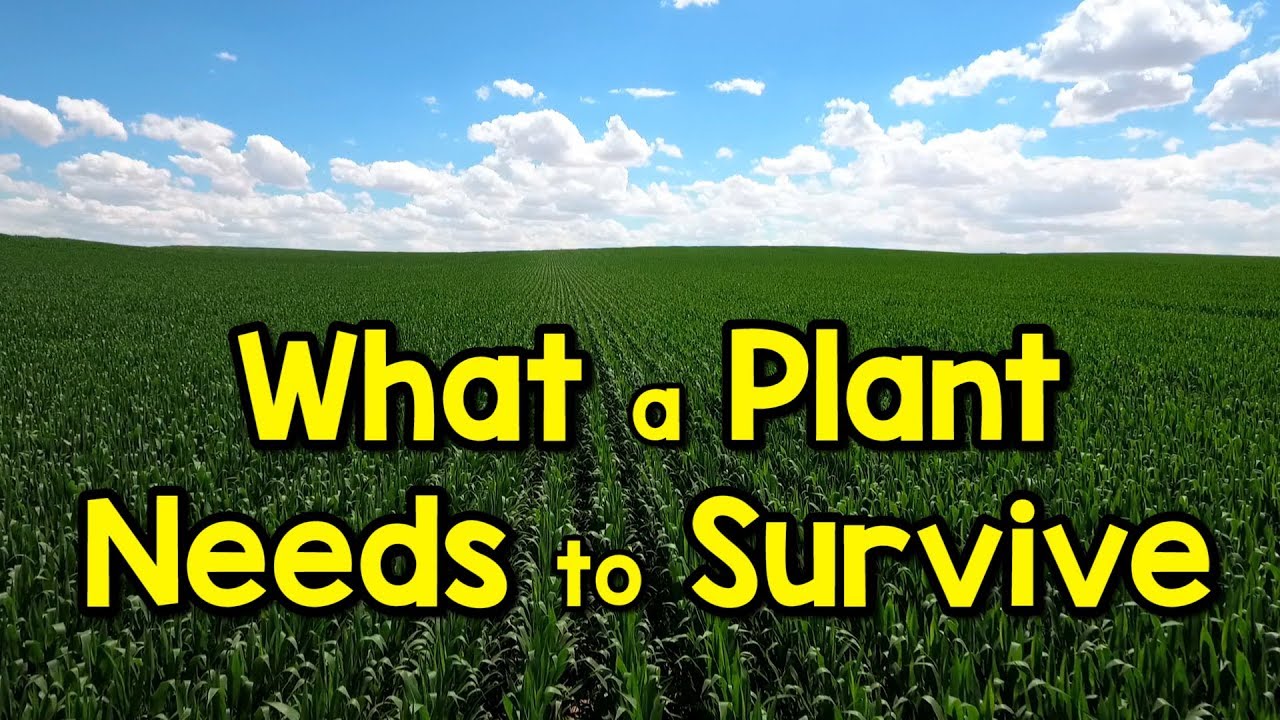 What a Plant Needs to Stay Alive | Springtime Song | Science Song for Kids | Jack Hartmann