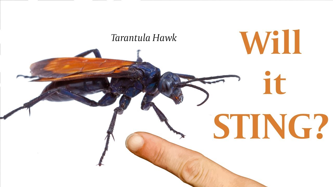 Are Tarantula Hawks Aggressive?