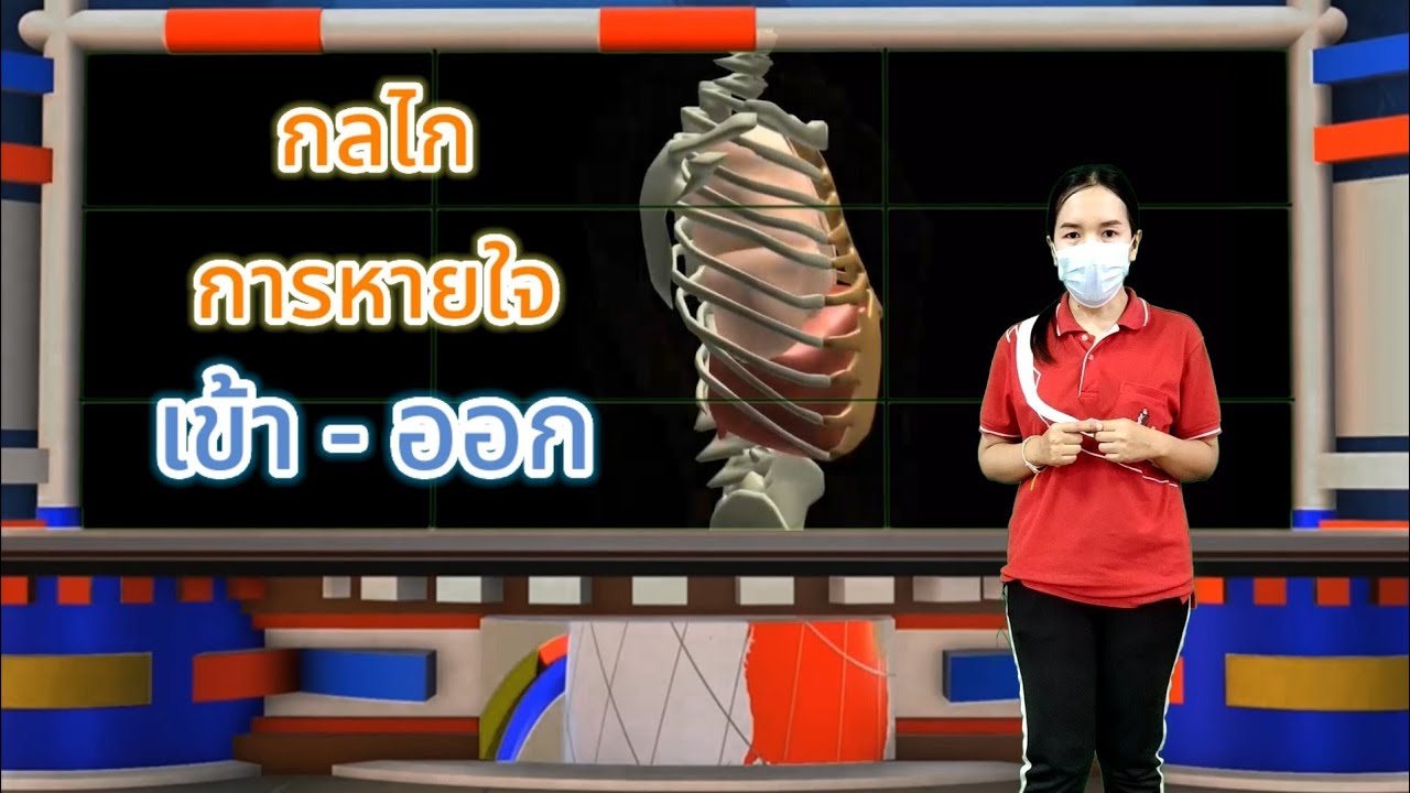 กลไกการหายใจเข้า หายใจออก /การแลกเปลี่ยนแก๊ส