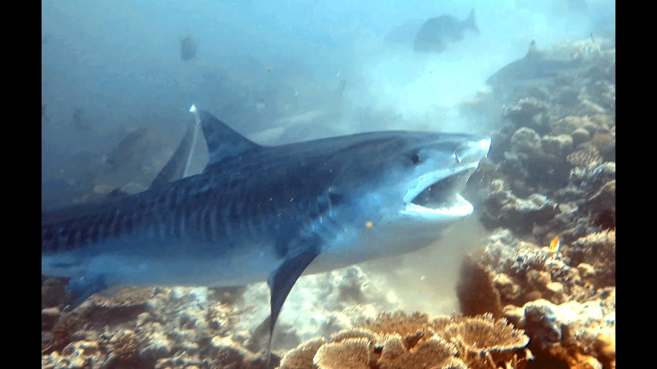 42 Diving in the Maldives - November 2025, Addu 