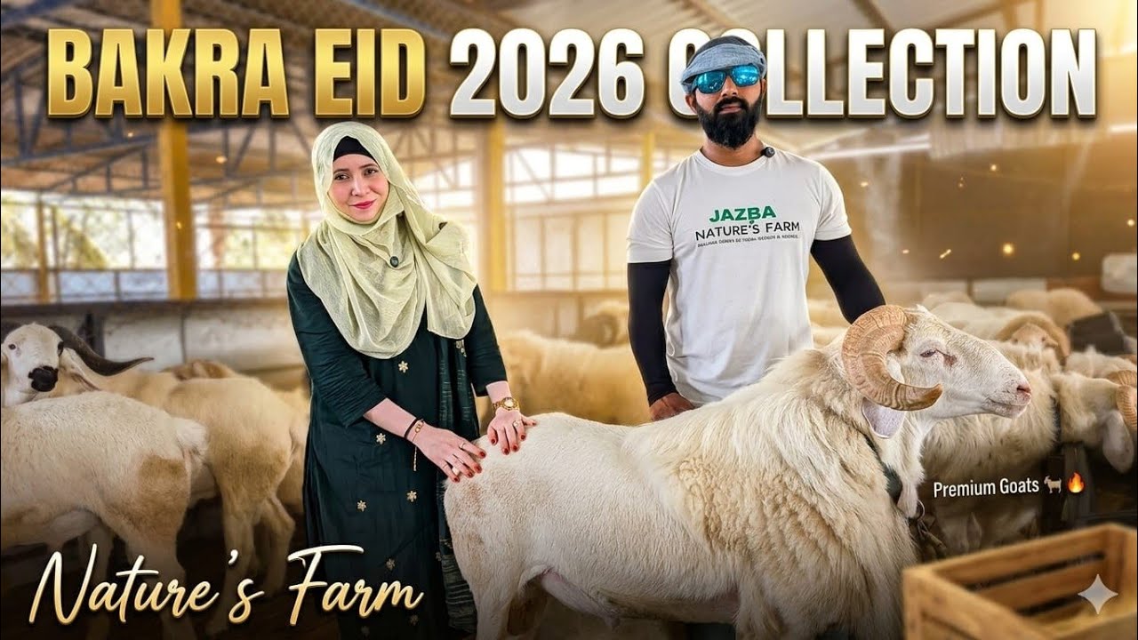 The Pride of Bakrid 2026: Nature&rsquo;s Farm Elite Sheep Collection 🐑✨@Bangalorekiyoutuber 