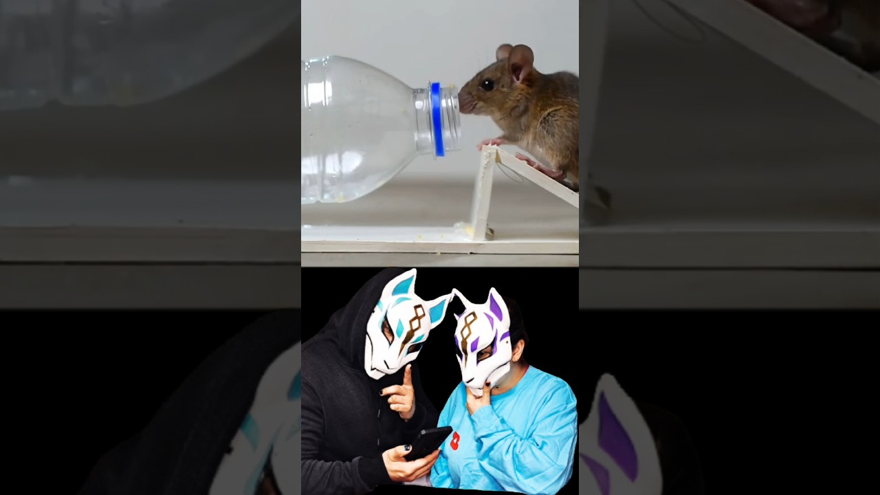 COMO ATRAPAR UN RATON CON UNA BOTELLA /Rat Trap #shorts #mousetrap #rattrap