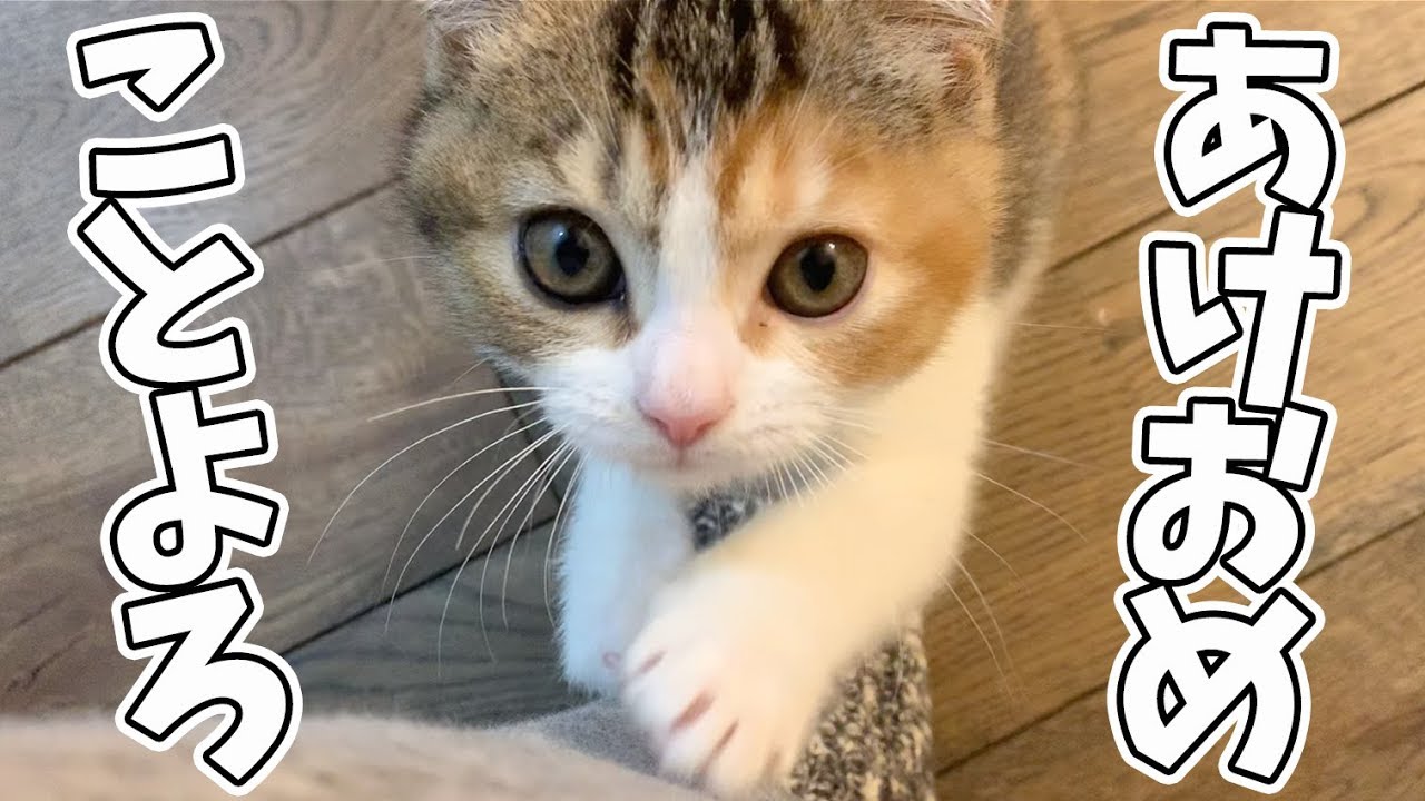 【子猫】ぺこ美ファミリーから新年のご挨拶♪【スコティッシュフォールド】