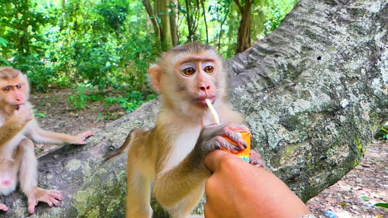 Katrina King protects her baby Kendra but when she has fruit, she does not share to baby Kendra 🐒
