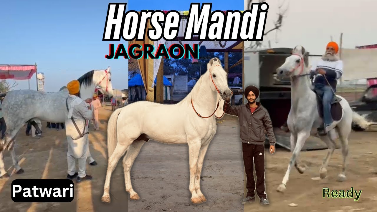 Horse Mandi Jagraon 1-3-2k25🐎//Jodha di ravia chal🚀