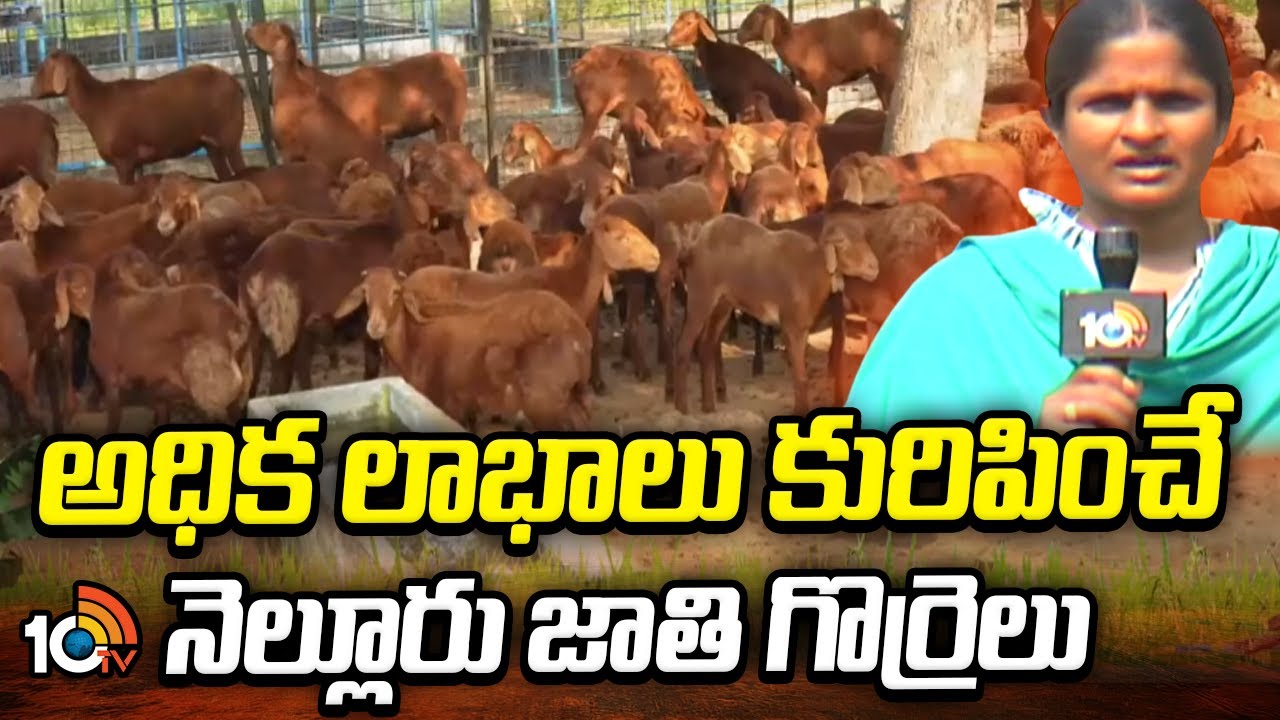 అధిక లాభాలు కురిపించే నెల్లూరు జాతి గొర్రెలు | High Profitable Nellore Sheep Breeding| Matti Manishi