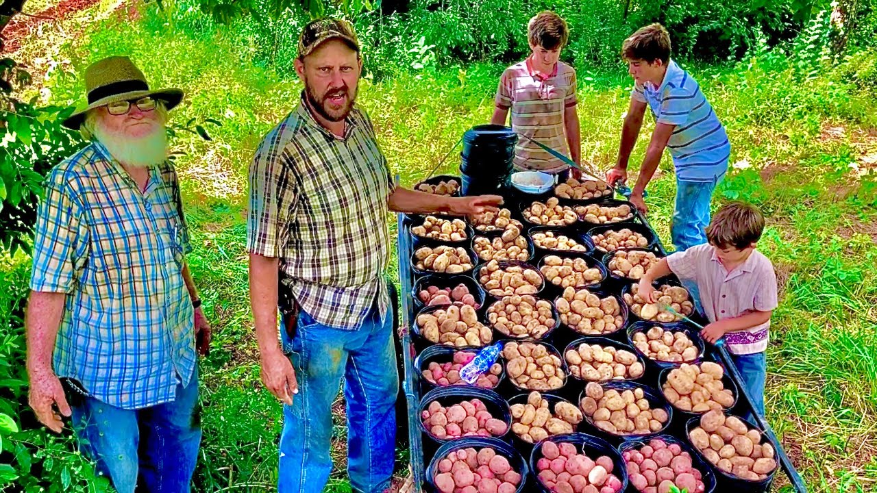 How to cure and store potatoes!
