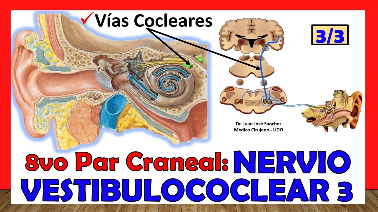 🥇 8vo Par Craneal - NERVIO VESTIBULOCOCLEAR 3/3 - Vías Cocleares (De la Audición)