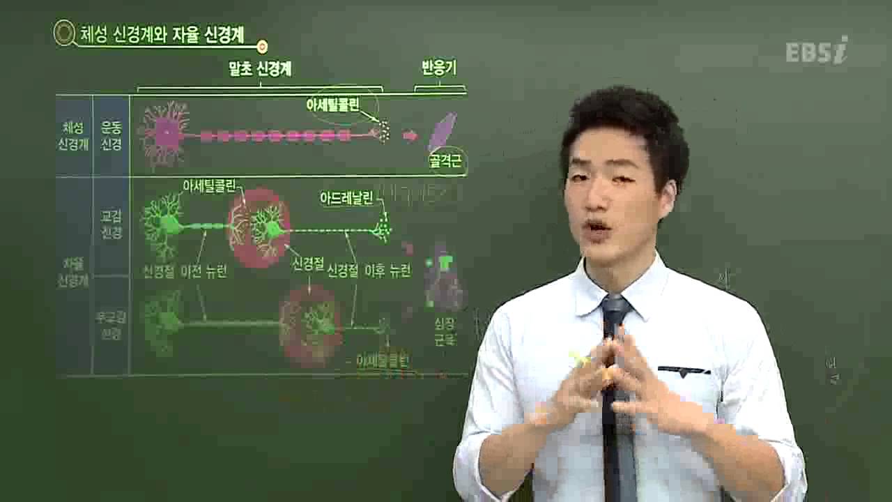 EBS [과학탐구]생명과학1-교감신경과 부교감 신경을 비교하면?