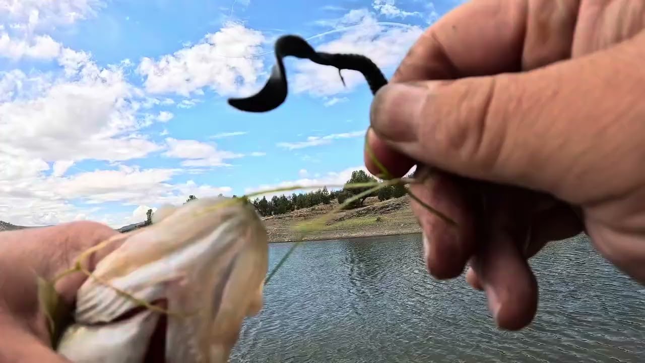 Largemouth bass Berkeley power worm 🪱 Prineville Reservoir and Z-Man finesse ￼worms ￼