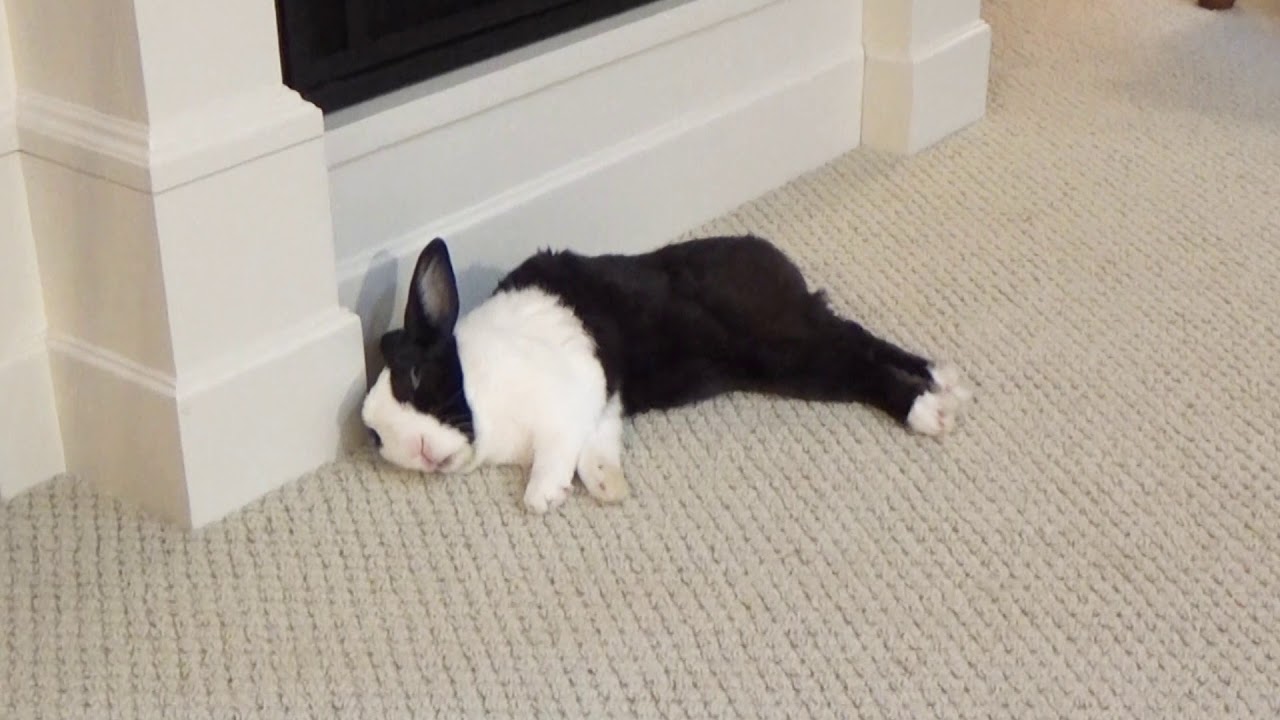 Sleeping rabbit running in his dream
