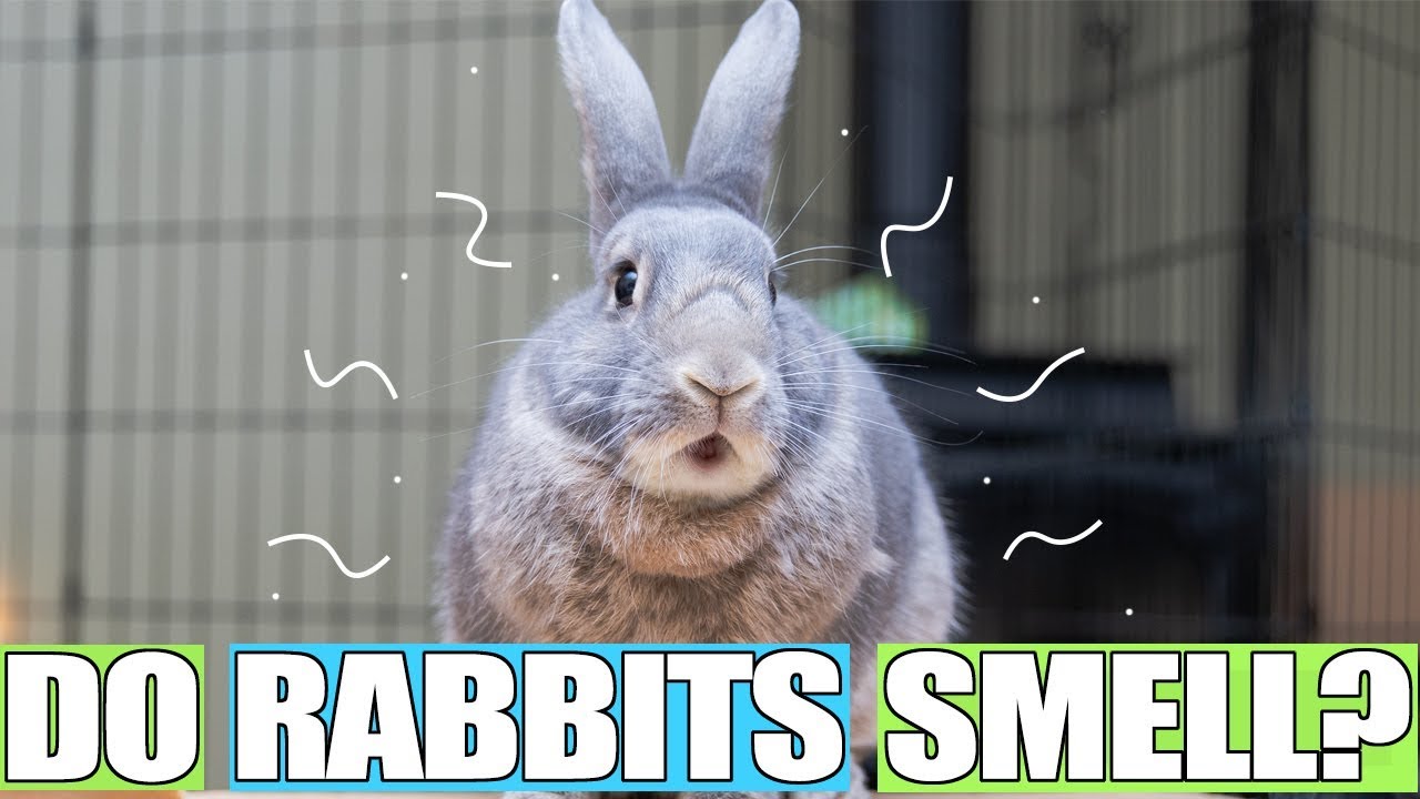 Do Rabbits Smell? Tips to reduce the smell!