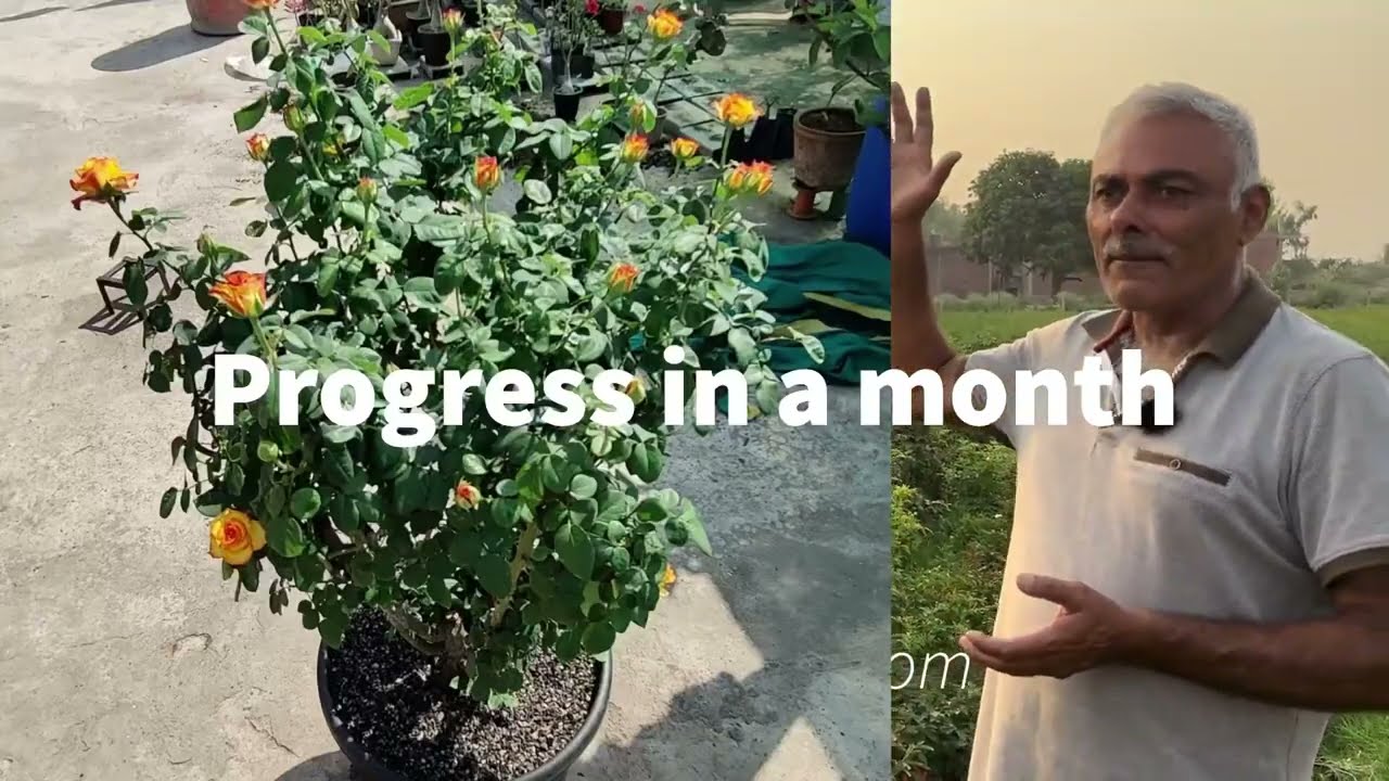 New Additions | Special Plan | Secret Tips | 7 Years old Motherplants | Growth of Sale Section