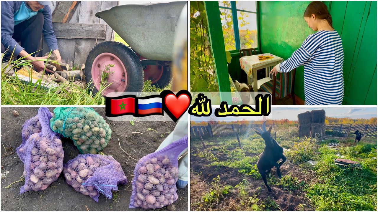 	الحطب تخزّن، البطاطا دخلات للقبو.. والشتاء بدا كيدق الباب ❄️🥶مغربي و روسية🇲🇦🇷🇺