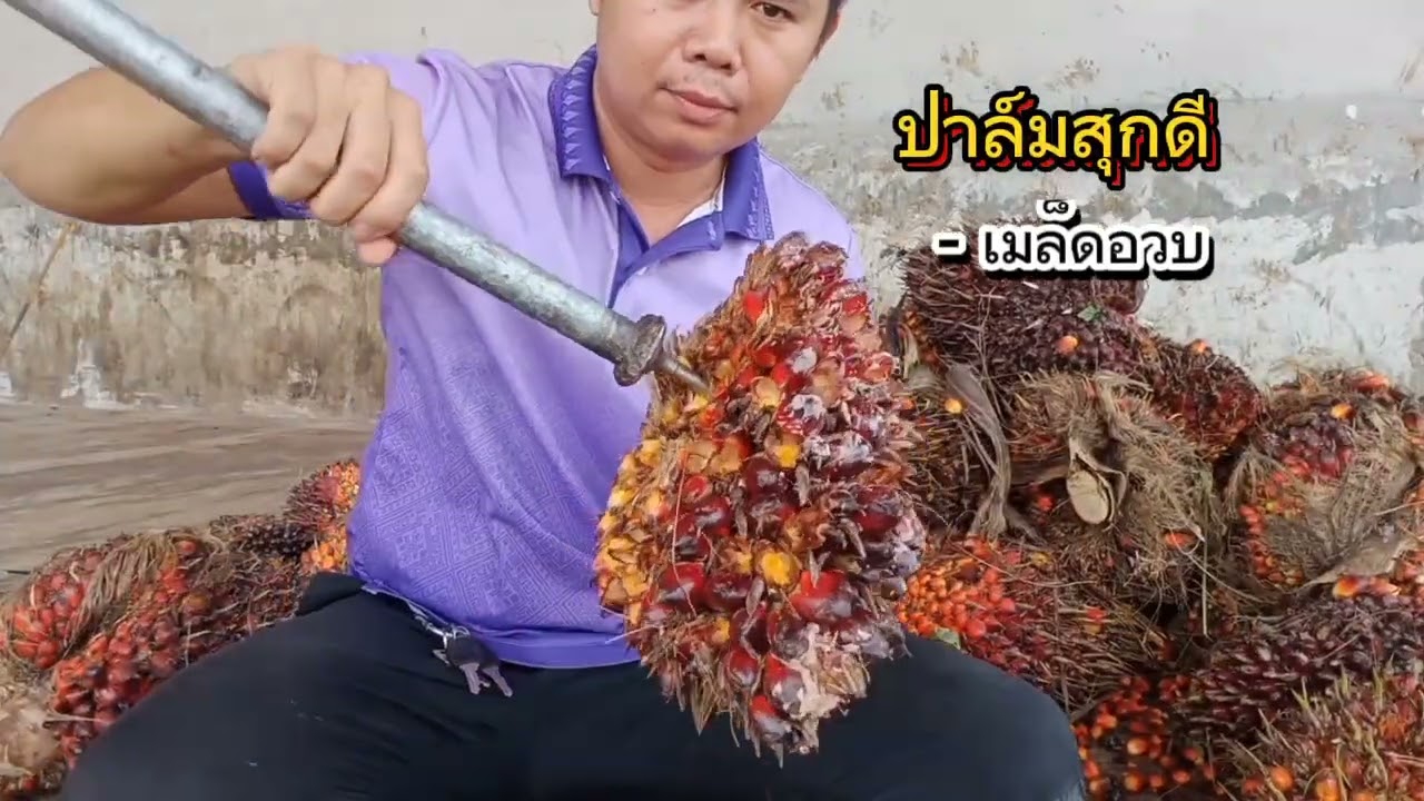 ตัดปาล์มน้ำมันขายอย่างไร และขั้นตอนการซื้อ