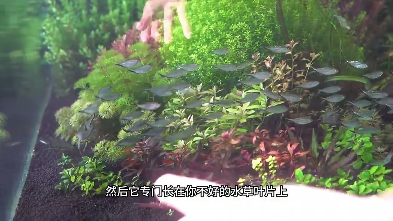 水草缸除藻和預防藻類的兩個操作 水草缸除藻和預防藻類的兩個操作#水族 #水草缸 #水草造景 #水草