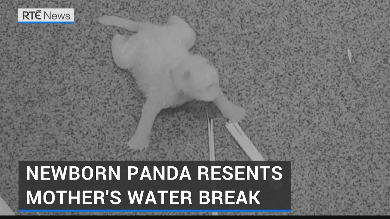 Newborn panda unimpressed as mother takes water break