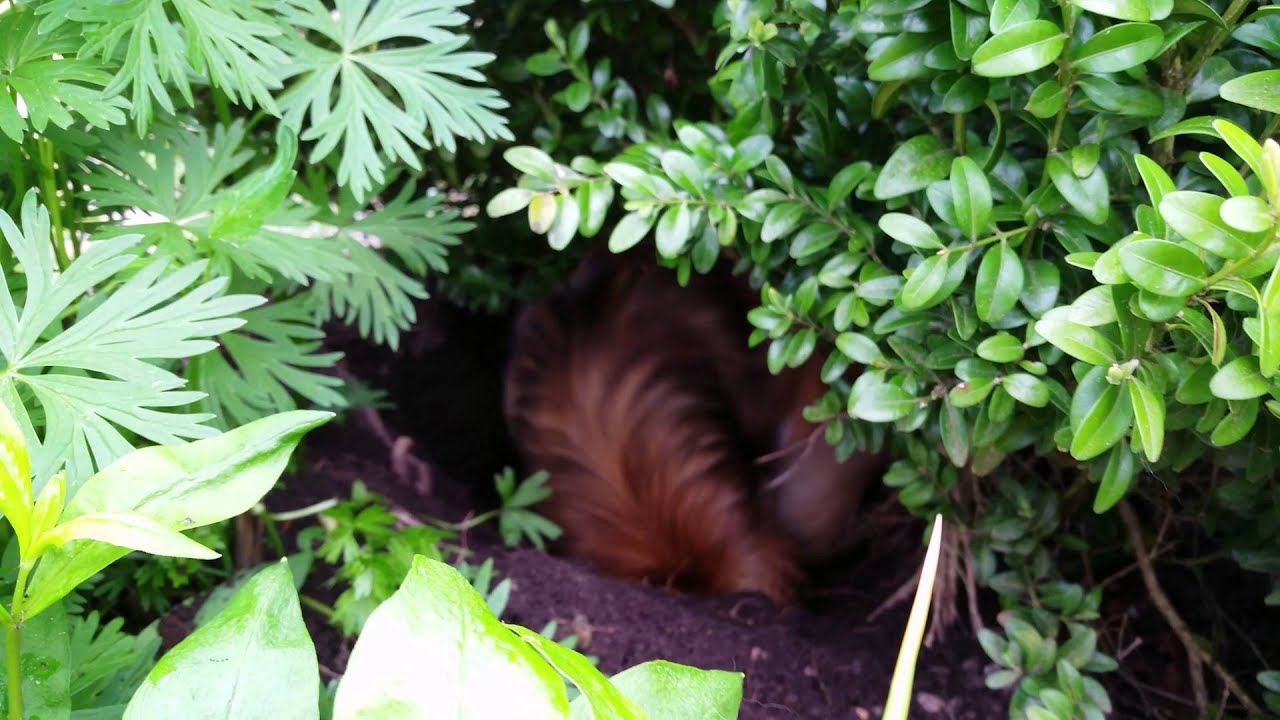 Siriellas - Tibetan Spaniel - Dog digging deep
