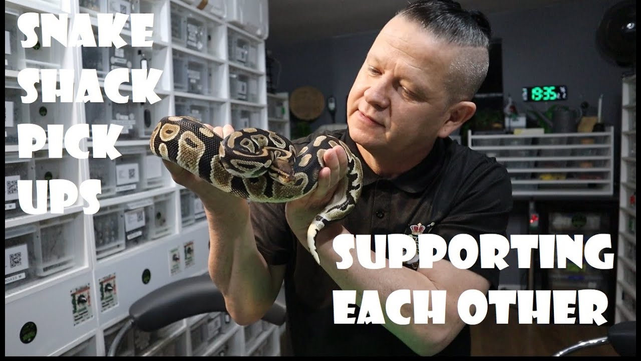 Взаимная поддержка в сообществе рептилий, а также встречи в Snake Shack и живые выступления