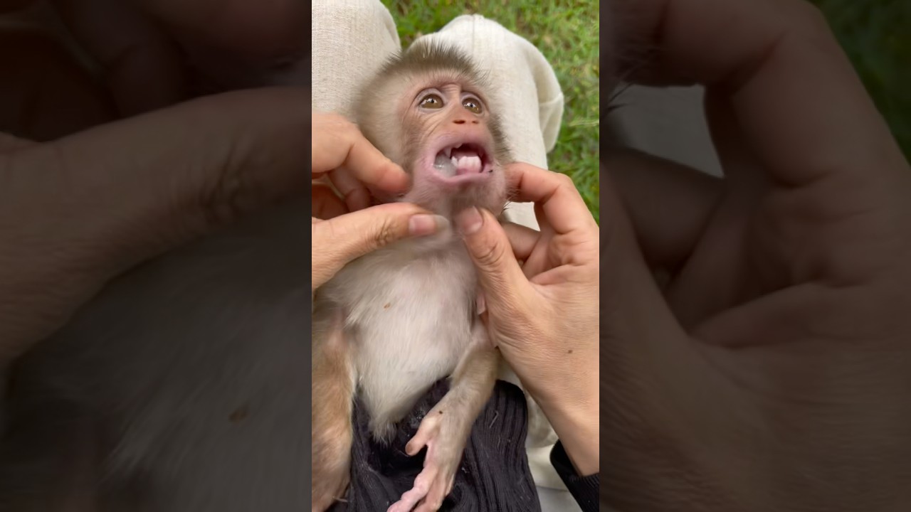 Susu has a lot of poisonous seeds in her mouth; I'm worried she'll swallow them.😓