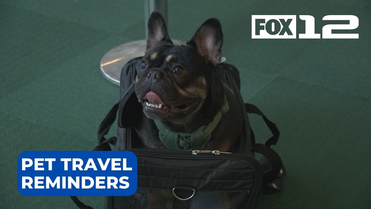 TSA reminders if flying with a pet this spring break