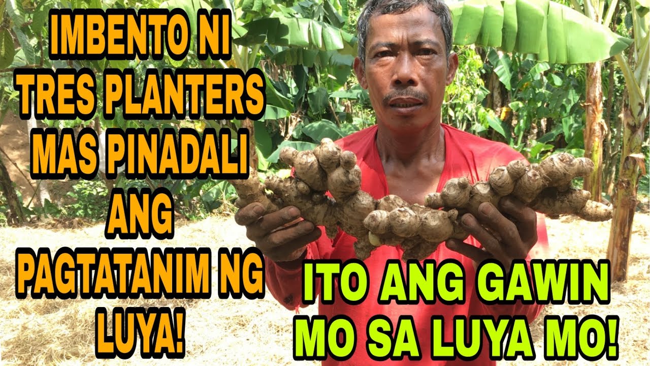 IMBENTO KO SA AKING PAGTATANIM NG LUYA | TRES PLANTERS