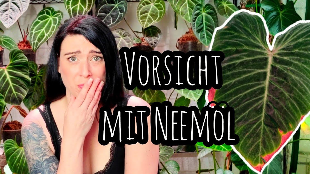 Die NACHTEILE von NEEM&Ouml;L f&uuml;r Thripse, spinnmilben usw