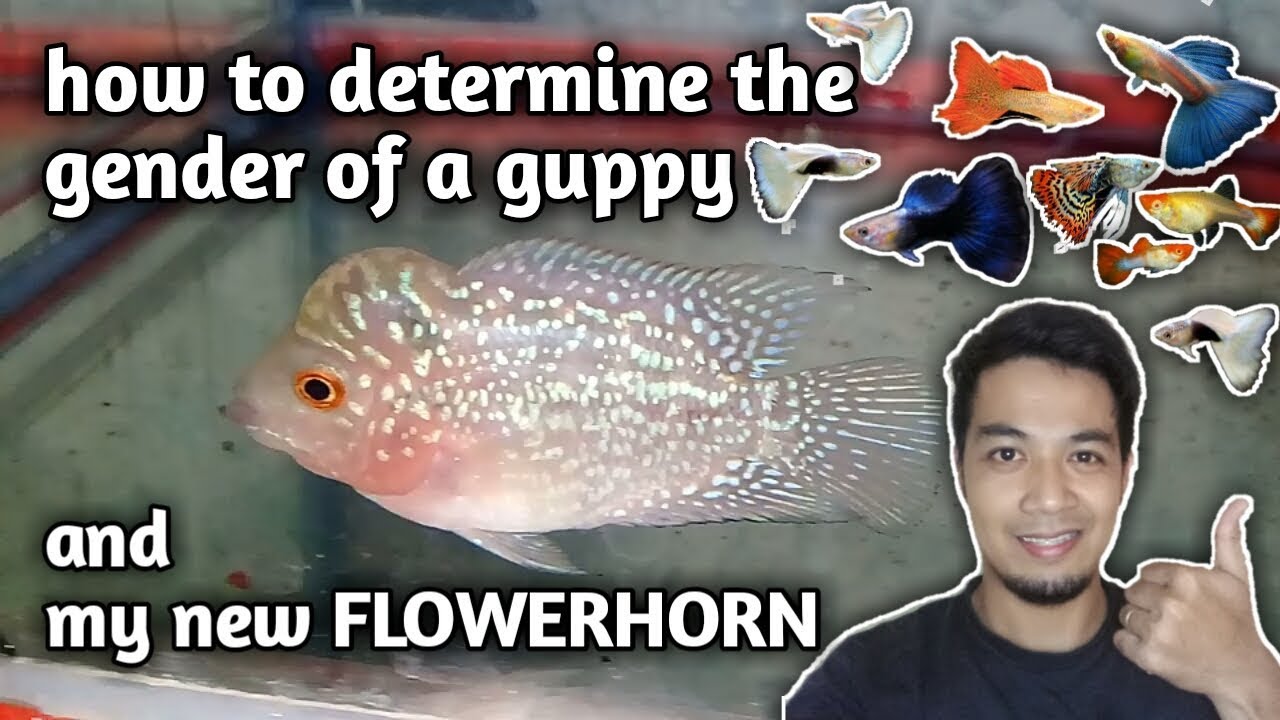 GENDER of a GUPPY | new favorite FLOWERHORN | and fish update (tagalog w/ eng sub) hendrix backyard