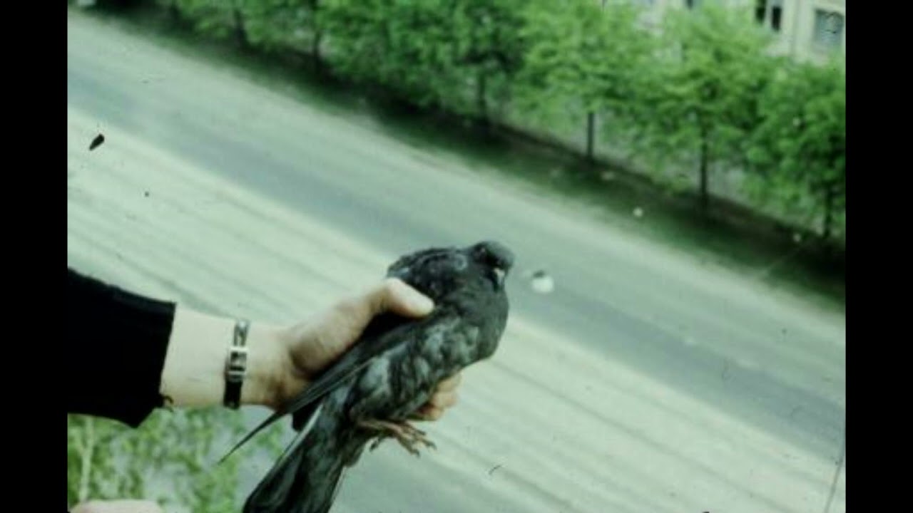 Депутат Балтики — На все четыре стороны