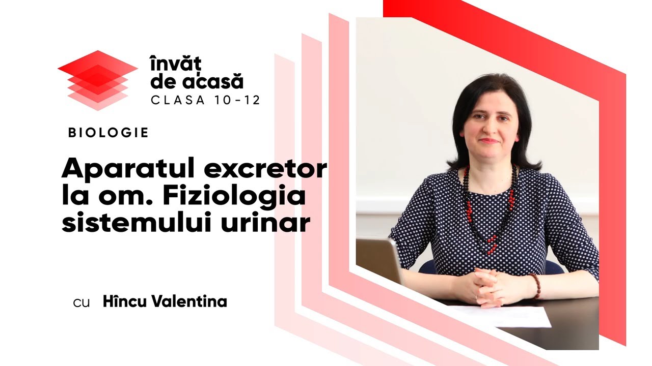 Biologie, clasa a XI-a, Fiziologia sistemului urinar