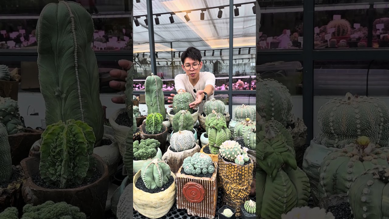 仙人掌一生的四个阶段,要如何养护？ #cactusgarden #cactus #succulent