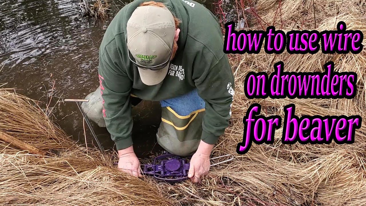 How to trap beaver with wire for drowners -Dunlap Lures