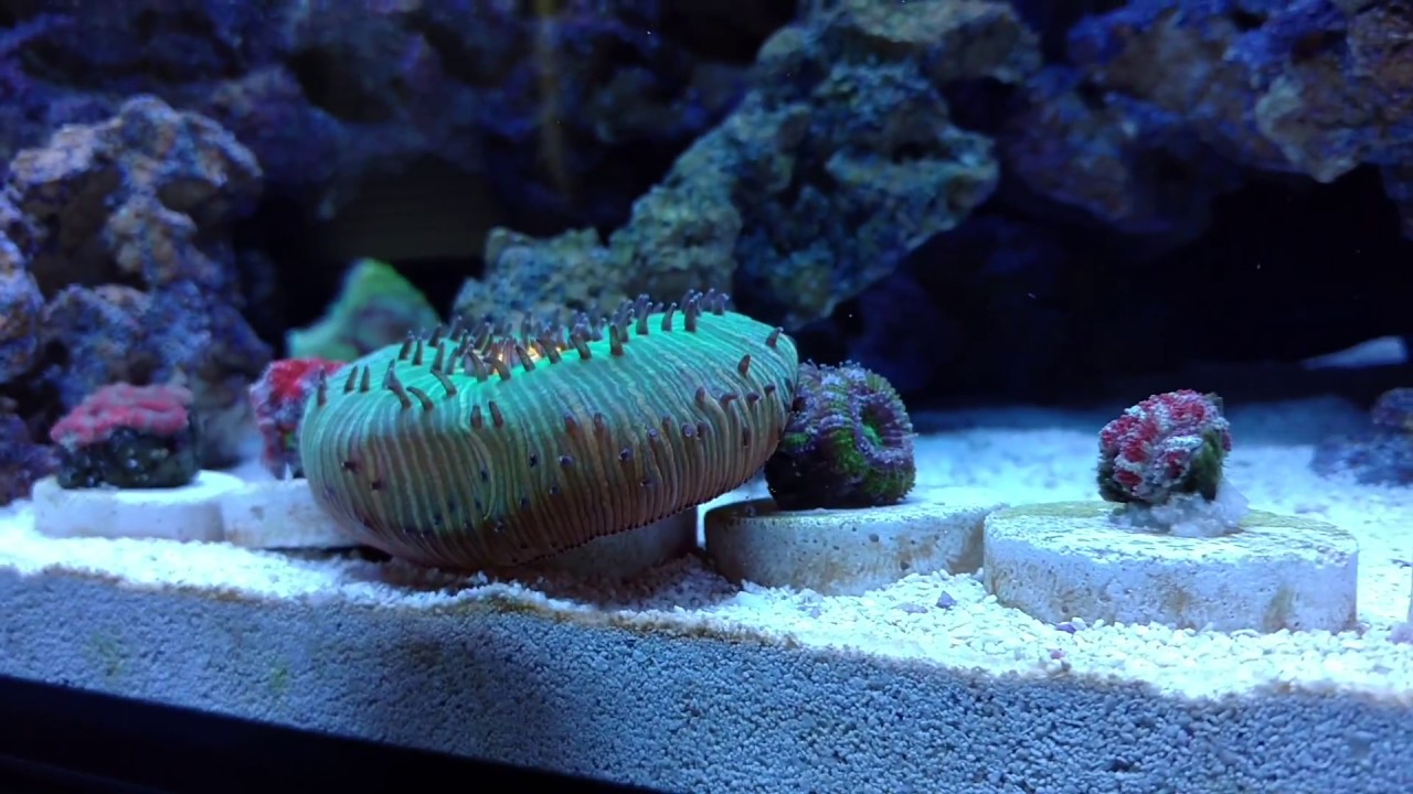 Coral Wars & Ruby Reef Kick-Ich and Rally