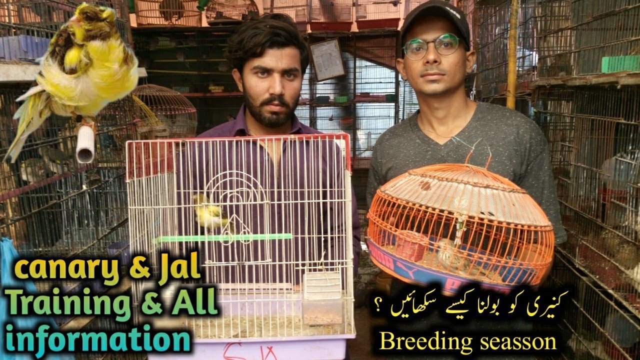 All information About Canary & jal in urdu/Hindi || canary singing training ||B4BIRDS