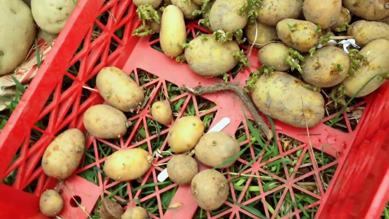 Permaculture Potato Planting - Using Potatoes to develop beautiful permanent raised beds