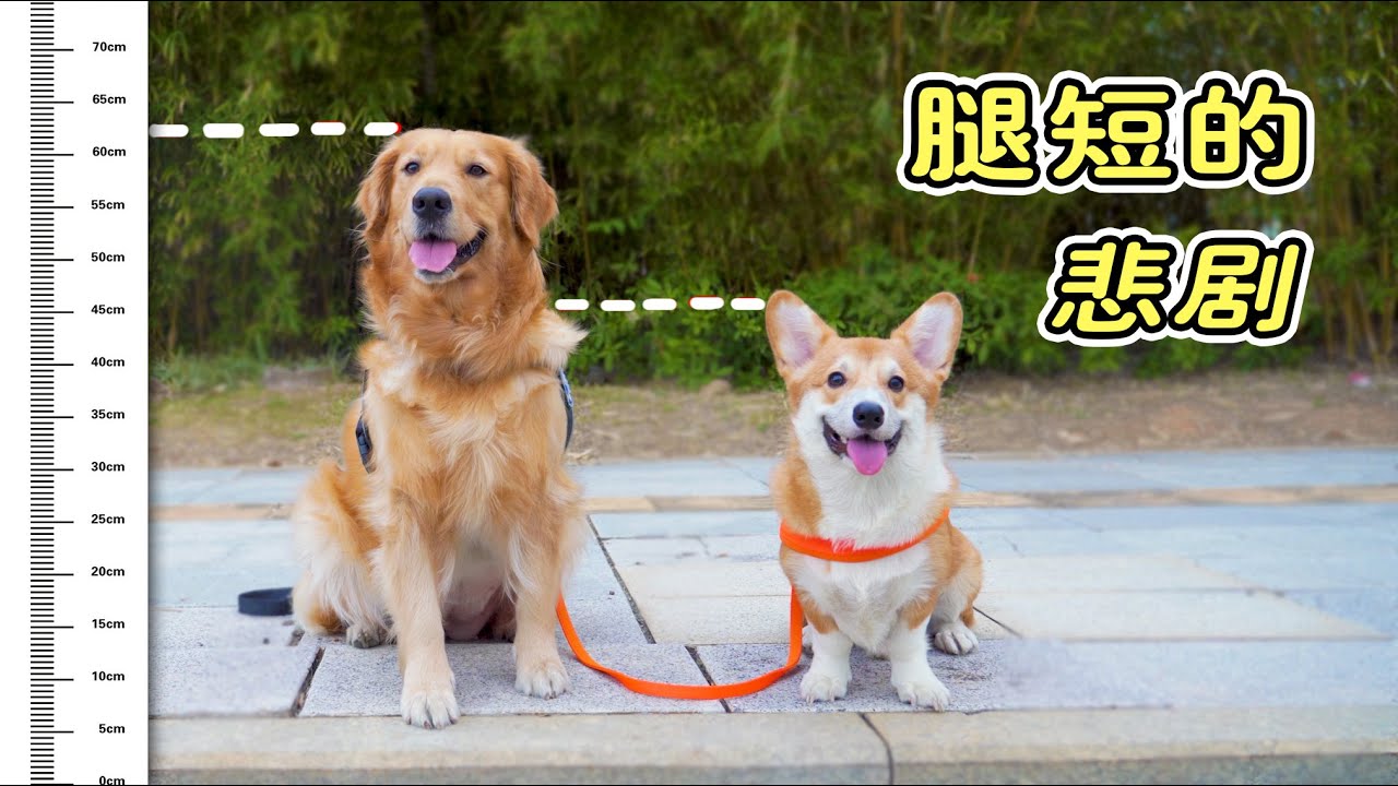 小柯基因为腿太短，总是被主人忽视，大金毛笑了！